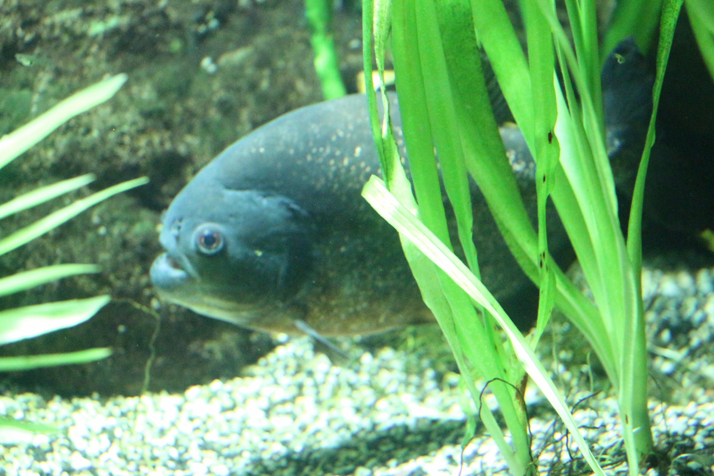Piranhas im Aquarium