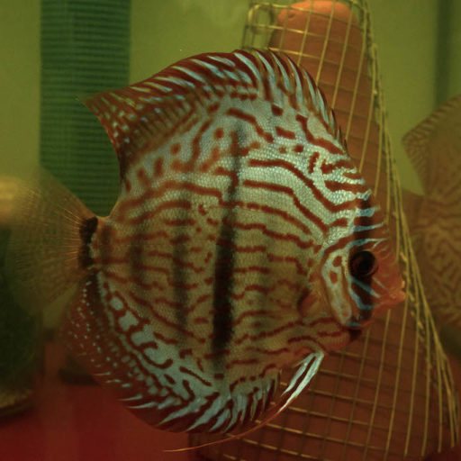 Diskusfische im Aquarium